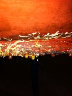 [Immagine: 2011124161439_foto3.JPG]