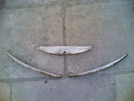 [Immagine: 2012715222231_baglio.jpg]