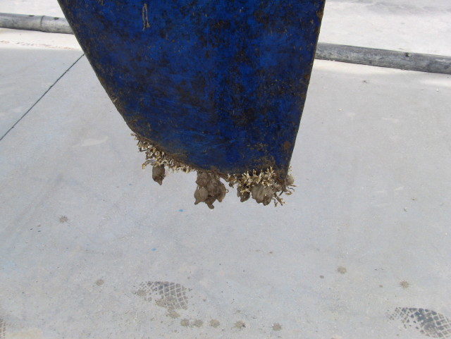[Immagine: 201171318254_IMG1774.JPG]