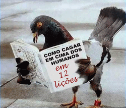 [Immagine: 2014320143855_gabbiani.gif]