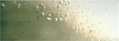 [Immagine: 2007831113924_osmosi5.jpg]
