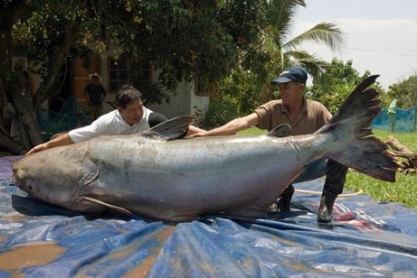 [Immagine: 201272121156_pescegatto_gigante.jpg]