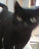 [Immagine: 2012222182736_img0024a.jpg]