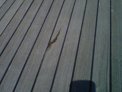[Immagine: 2011429224852_IMG-20110429-00017b.jpg]