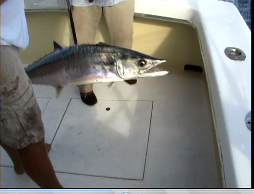 [Immagine: 2010619231537_kingfish.jpg]