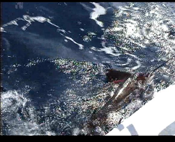 [Immagine: 201061923162_sailfish.jpg]